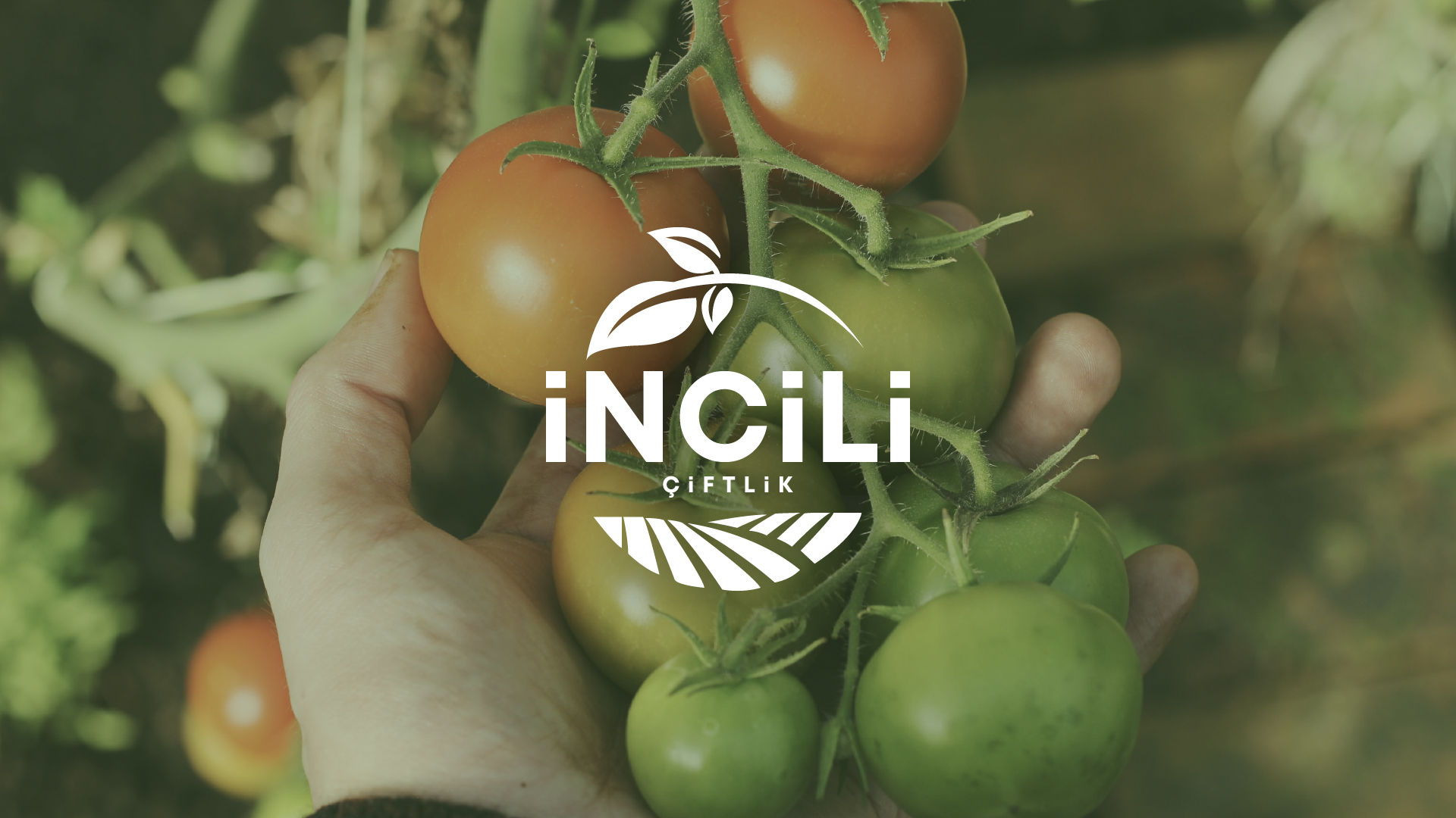 Crafting a Visual Identity Rooted in Sustainability and Community