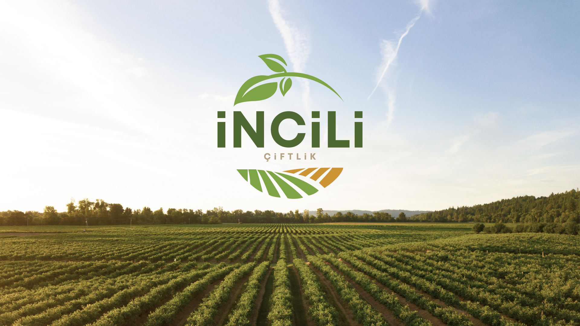 Crafting a Visual Identity Rooted in Sustainability and Community